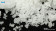 Beryllium sulfate tetrahydrate, 99.9%